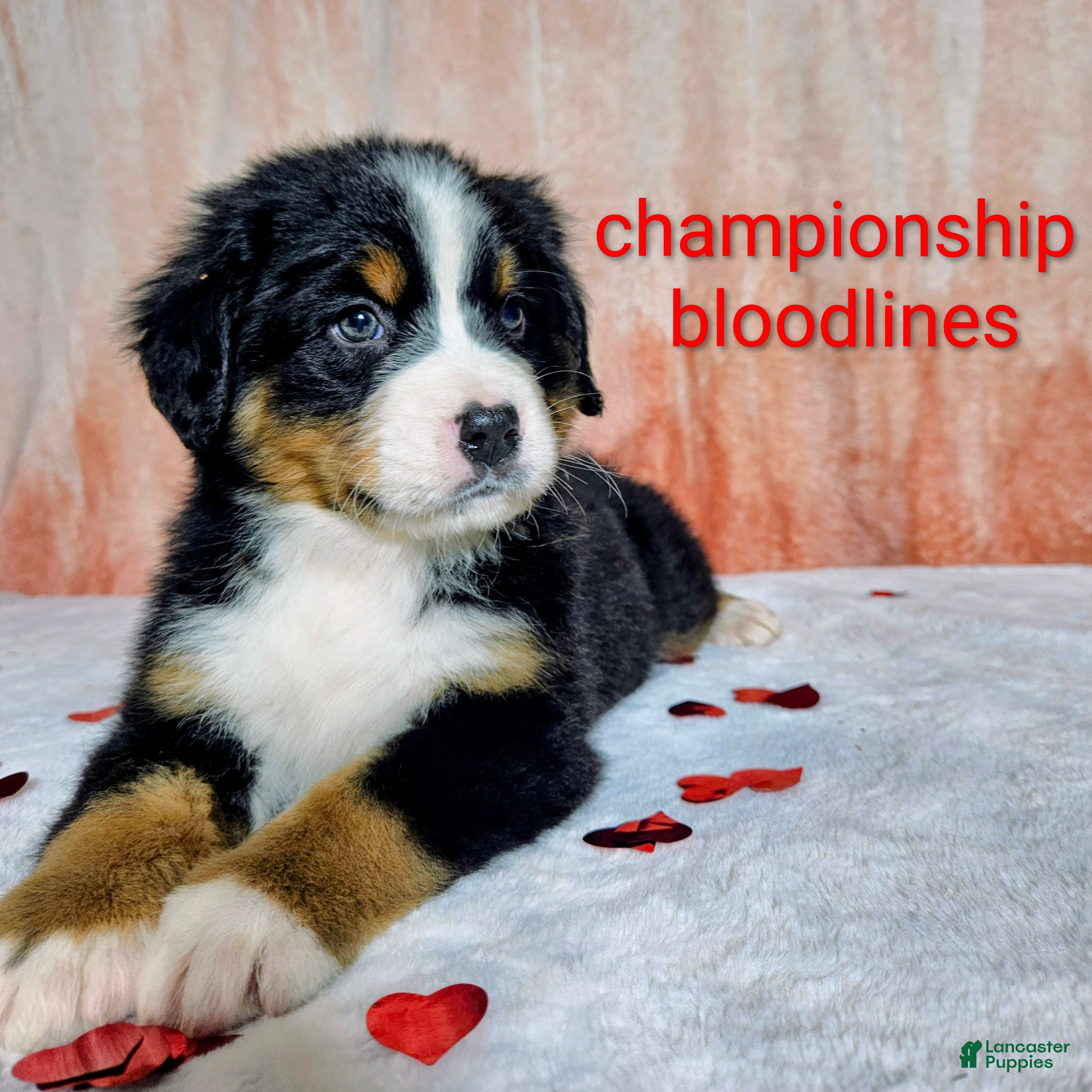 Bernese Mountain Dog dogs Everest  - Ad 22