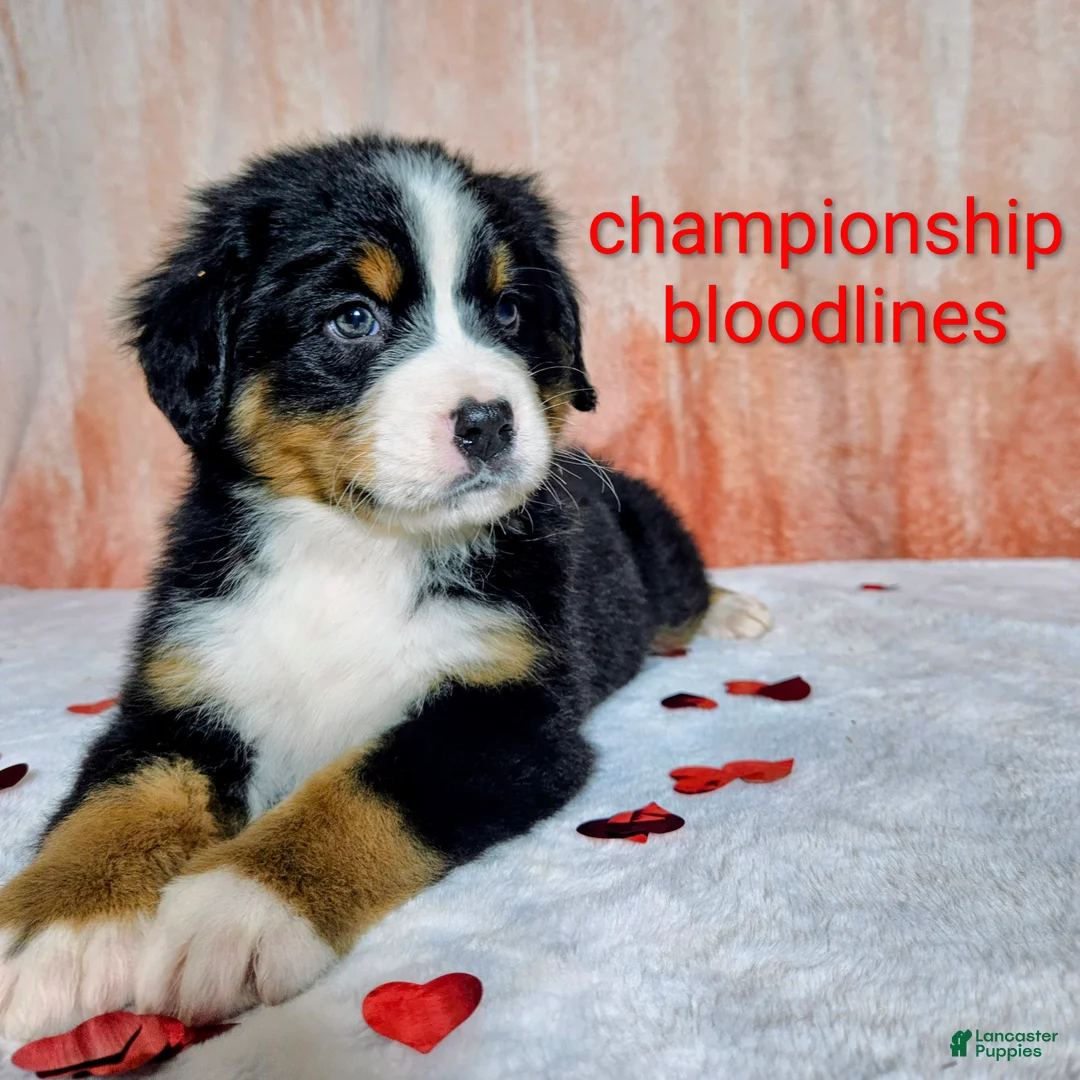 Bernese Mountain Dog dogs for sale: Everest  - Ad 1