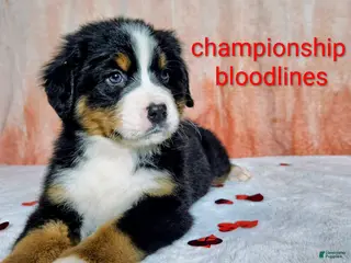 Bernese Mountain Dog dogs Everest - Ad 22