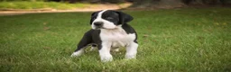 Great Dane dogs for sale: Clark Great Dane  - Ad 3