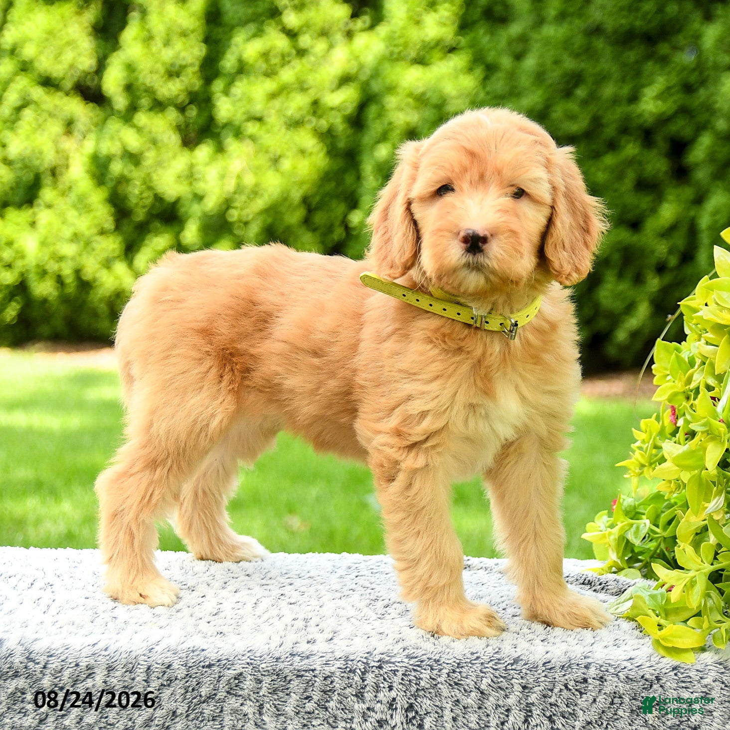 Mini Goldendoodle dogs Hanna - Ad 1