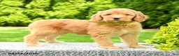 Mini Goldendoodle dogs for sale: Hanna - Ad 1