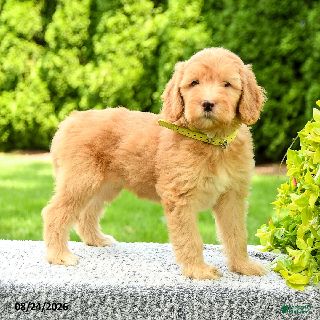 Mini Goldendoodle dogs for sale: Hanna - Ad 1