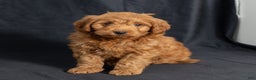 Mini Goldendoodle dogs for sale: Noah - Ad 5