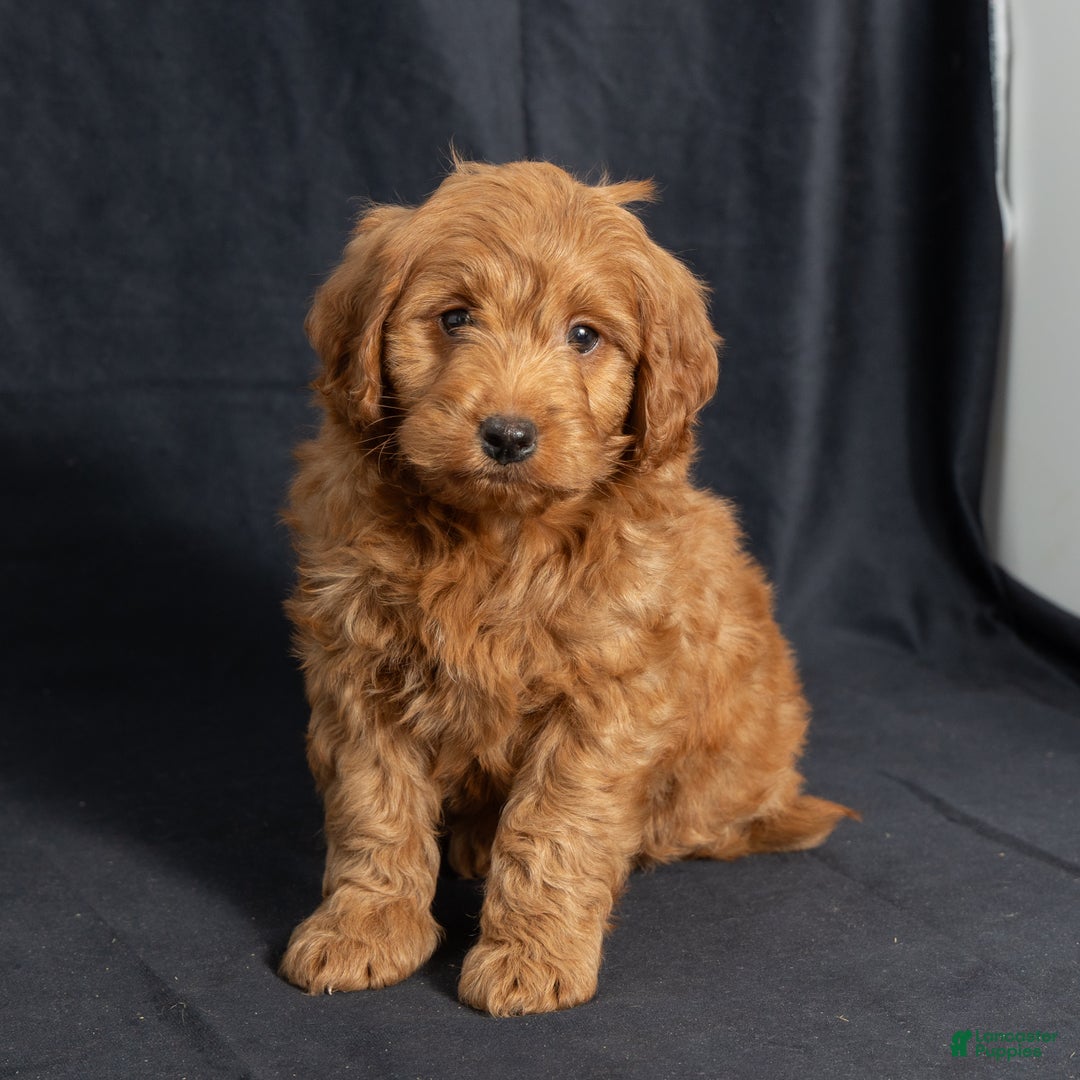 Mini Goldendoodle dogs for sale: Noah - Ad 5