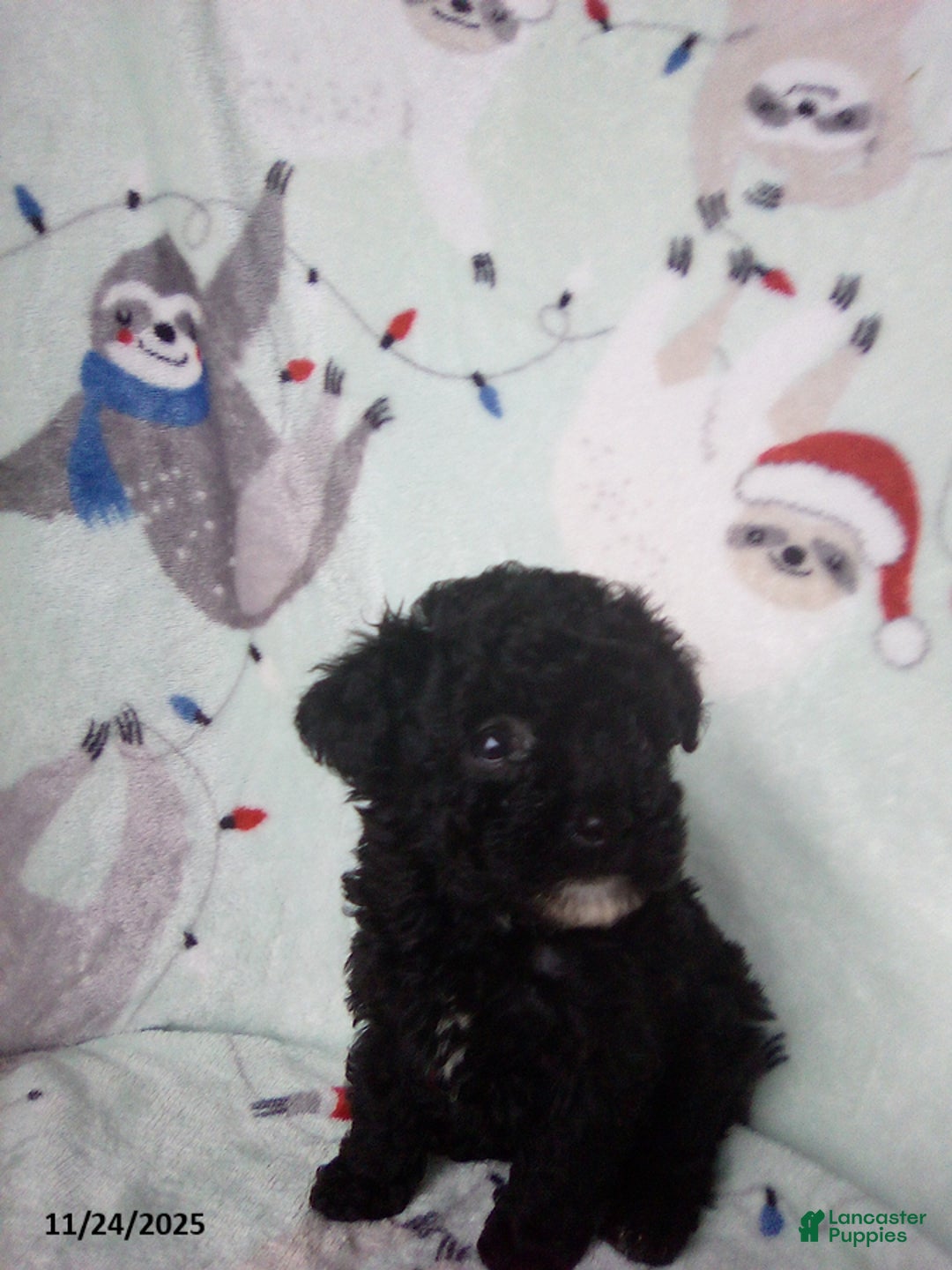 Toy Poodle dogs for sale: Rachel - Ad 4