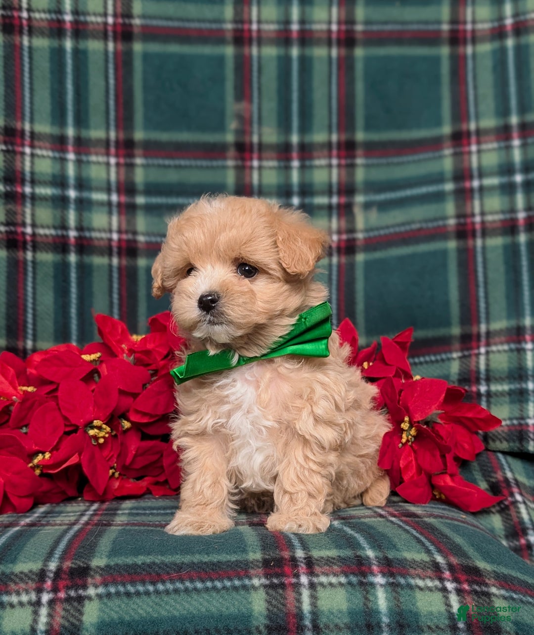 Maltipoo dogs for sale: Zeke 8 lbs Full Grown - Ad 6