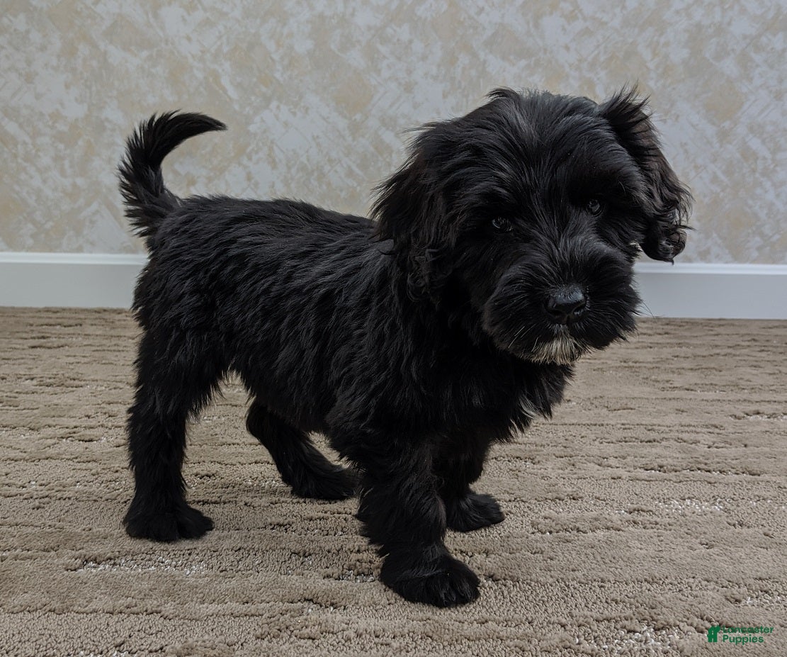 Portuguese Water Dog dogs Claire - Ad 22
