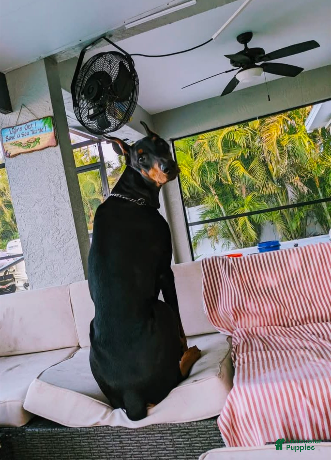 Doberman Pinscher dogs for sale: Doberman Pinscher Puppy 9 - Ad 6