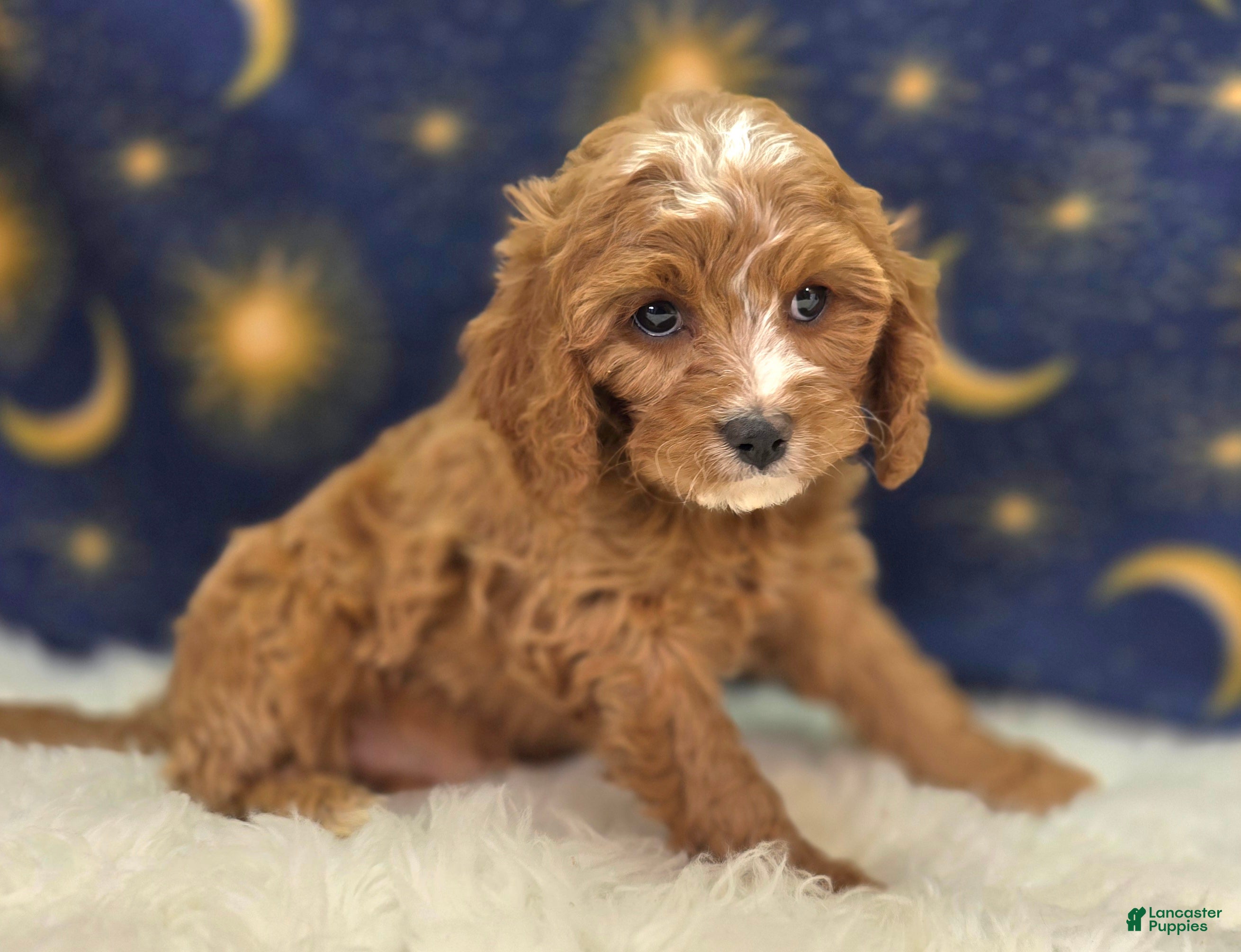 Cavapoo dogs Blizzard - Ad 38