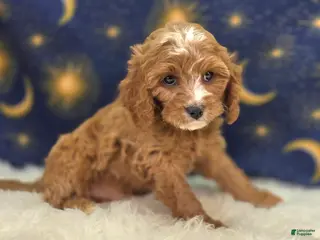 Cavapoo dogs Blizzard - Ad 38