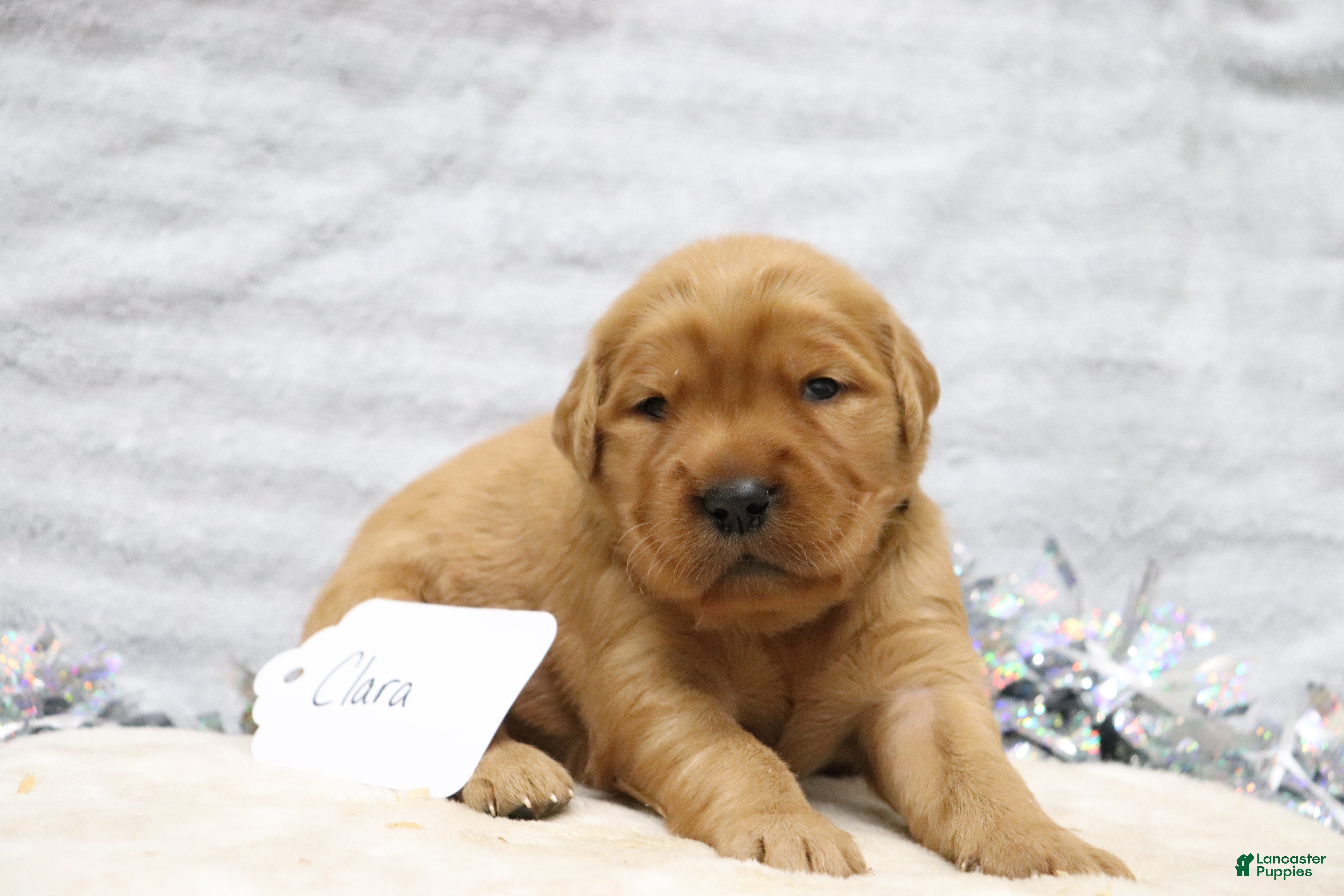 Golden Retriever dogs for sale: Clara - Ad 2