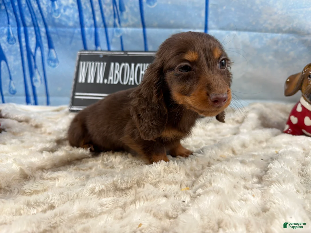 Dachshund dogs for sale: Chocolate mini long coat - Ad 4