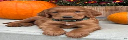 Irish Setter dogs for sale: Garrett - Ad 11