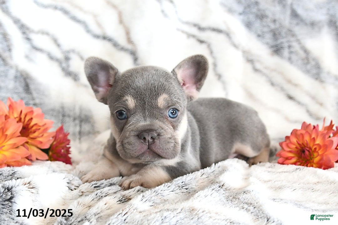 French Bulldog dogs for sale: Love Bug - Ad 10