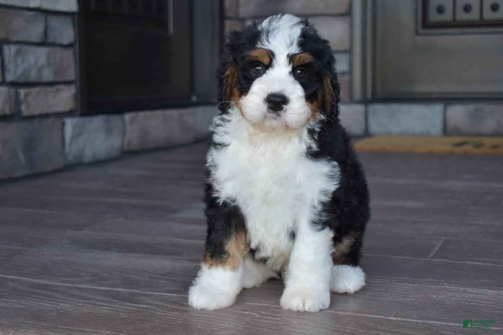 Mini Bernedoodle dogs Jester - Ad 2