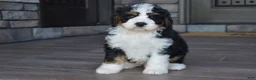Mini Bernedoodle dogs for sale: Jester - Ad 2