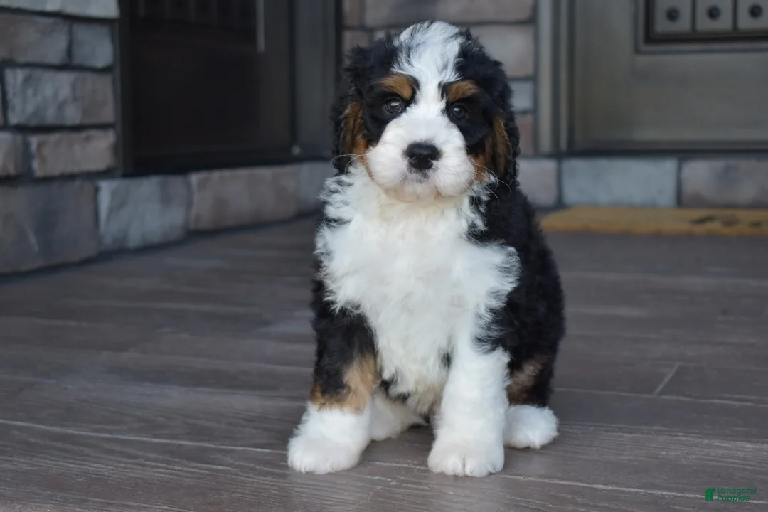 Mini Bernedoodle dogs for sale: Jester - Ad 2