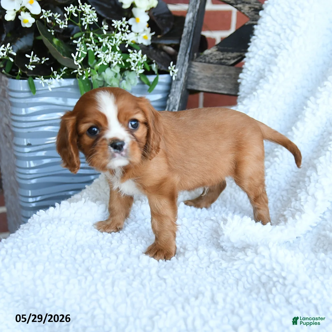 Cavalier King Charles Spaniel dogs for sale: Delmar - Ad 2