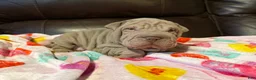 Shar Pei dogs for sale: Romeo - Ad 3