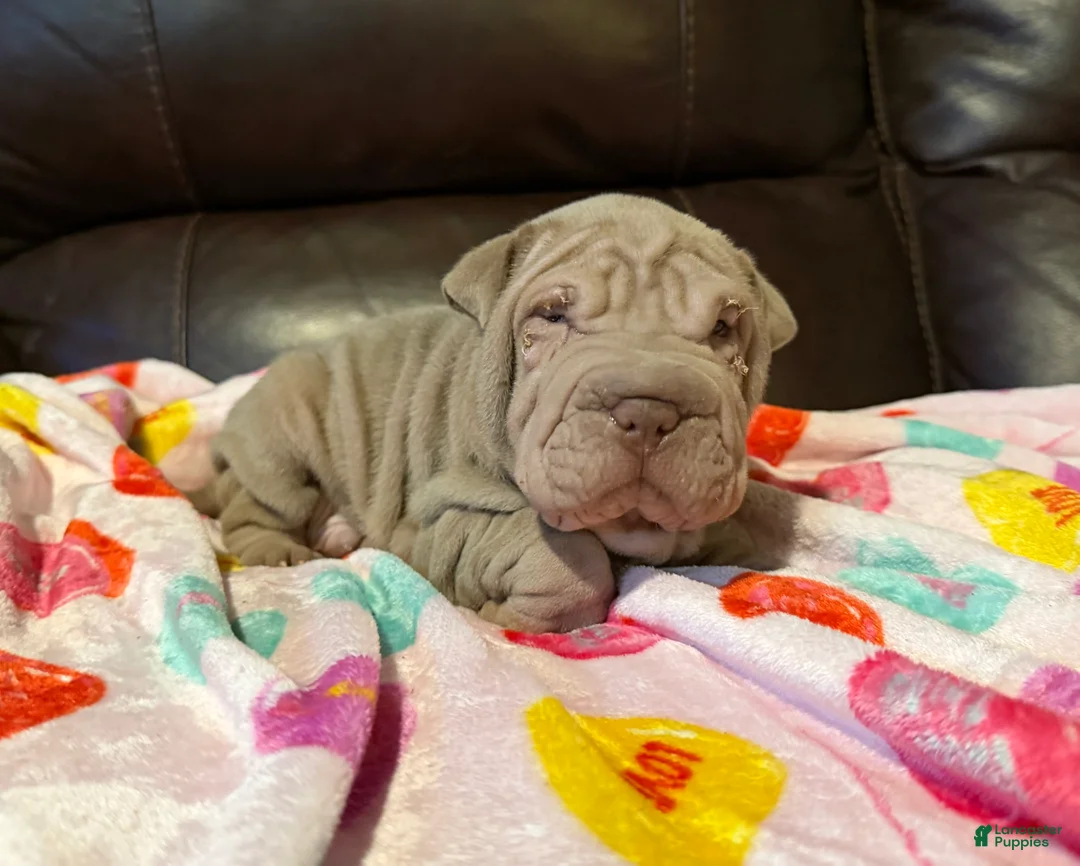 Shar Pei dogs for sale: Romeo - Ad 3