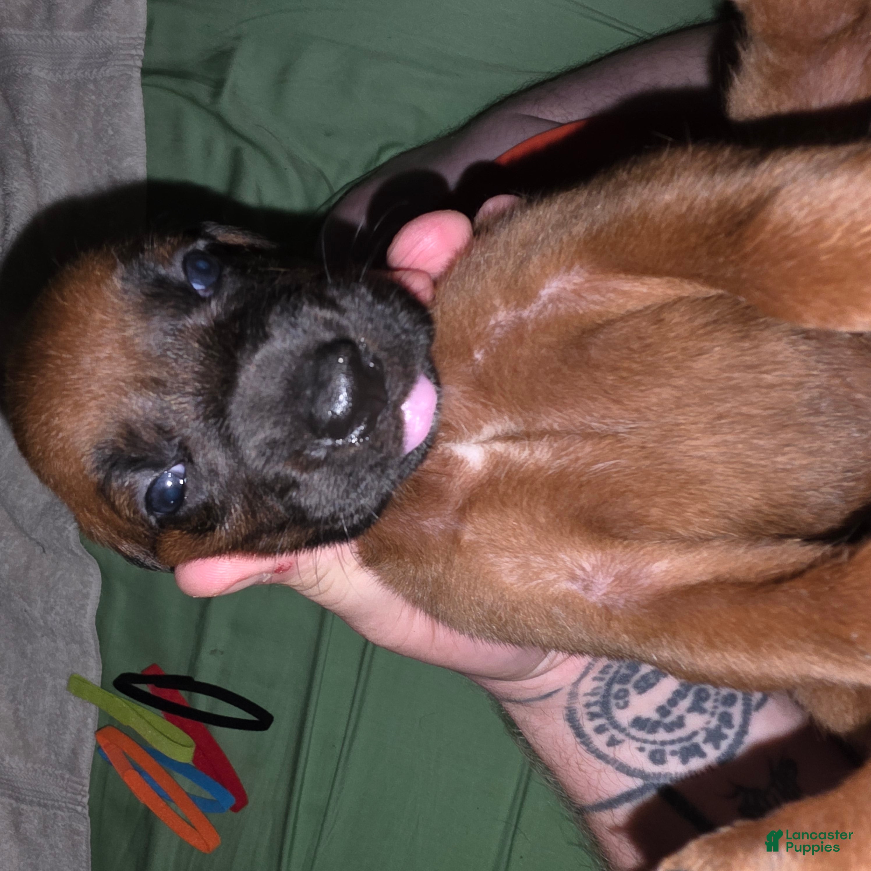 Redbone Coonhound dogs Redbone Coonhound 7 - Ad 8