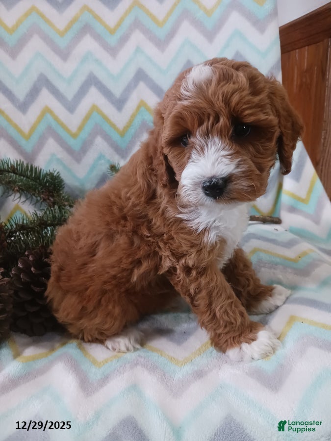 Cockapoo dogs Dominick - Ad 1