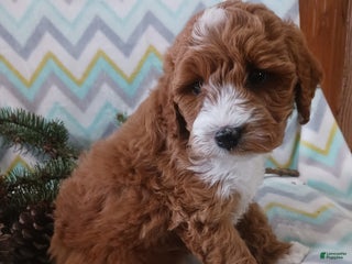 Cockapoo dogs Dominick - Ad 1