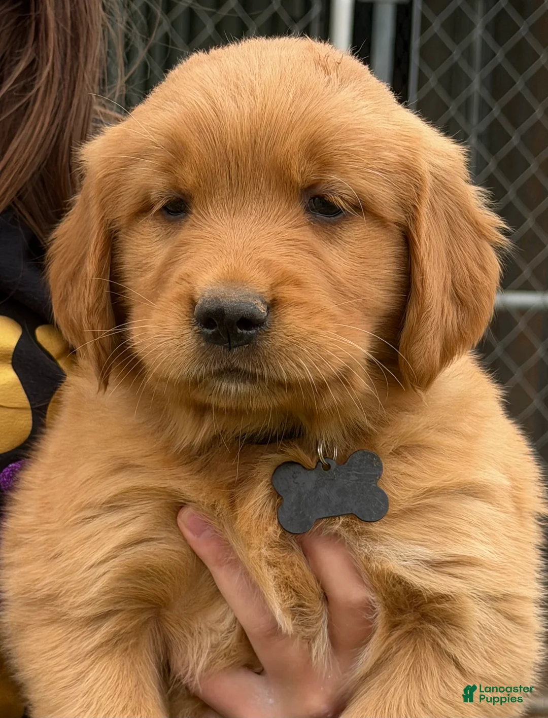 Golden Retriever dogs for sale: Golden Retriever Puppy Black - Ad 1