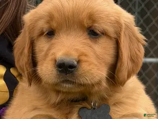 Golden Retriever dogs Golden Retriever Puppy Black - Ad 22