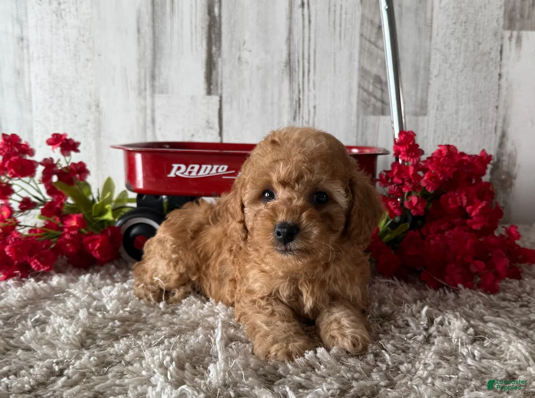 Toy Poodle dogs for sale: Victor - Ad 3