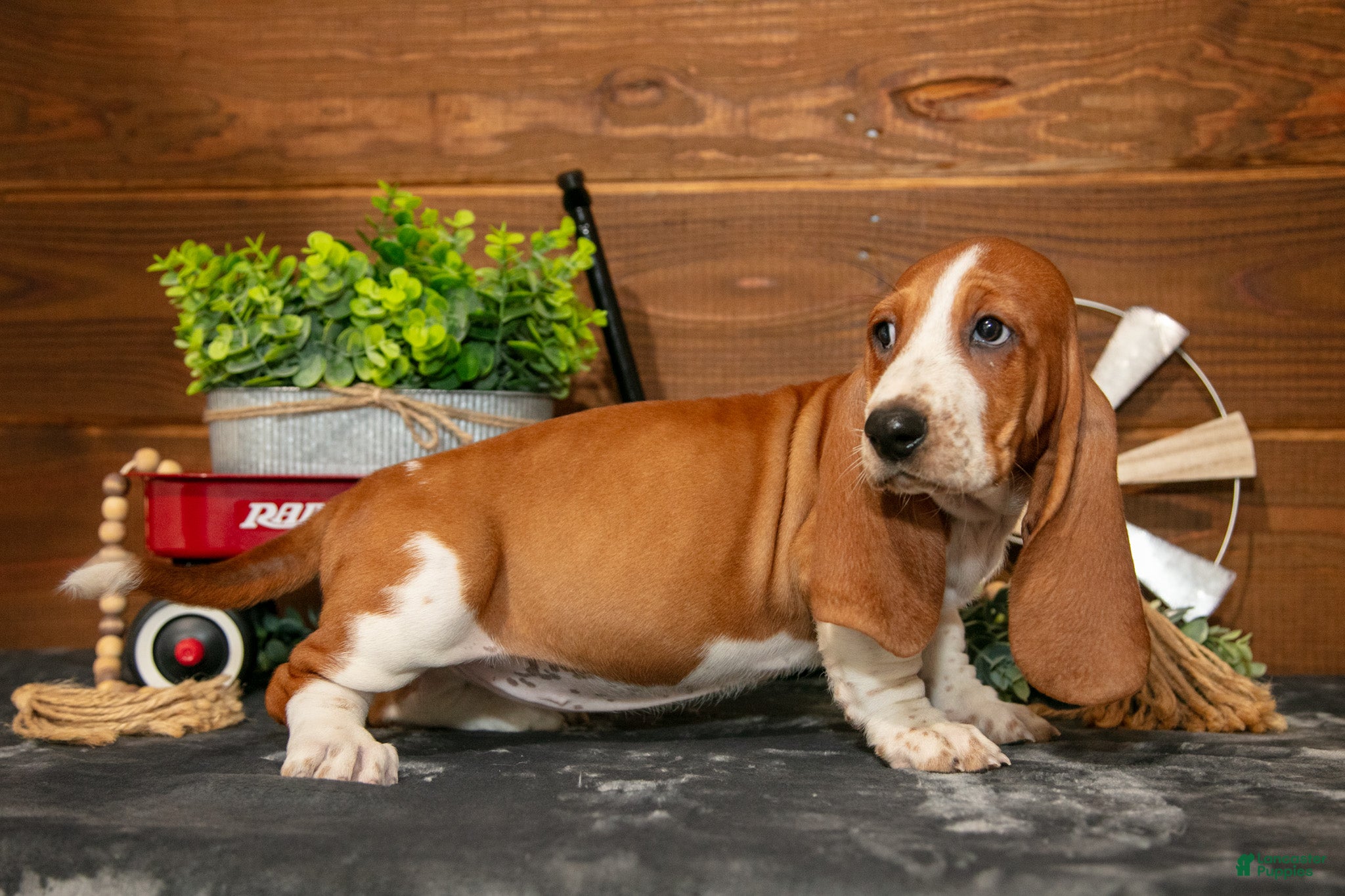 Basset Hound dogs Jelly Bean - Ad 2
