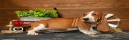 Basset Hound dogs for sale: Jelly Bean - Ad 2