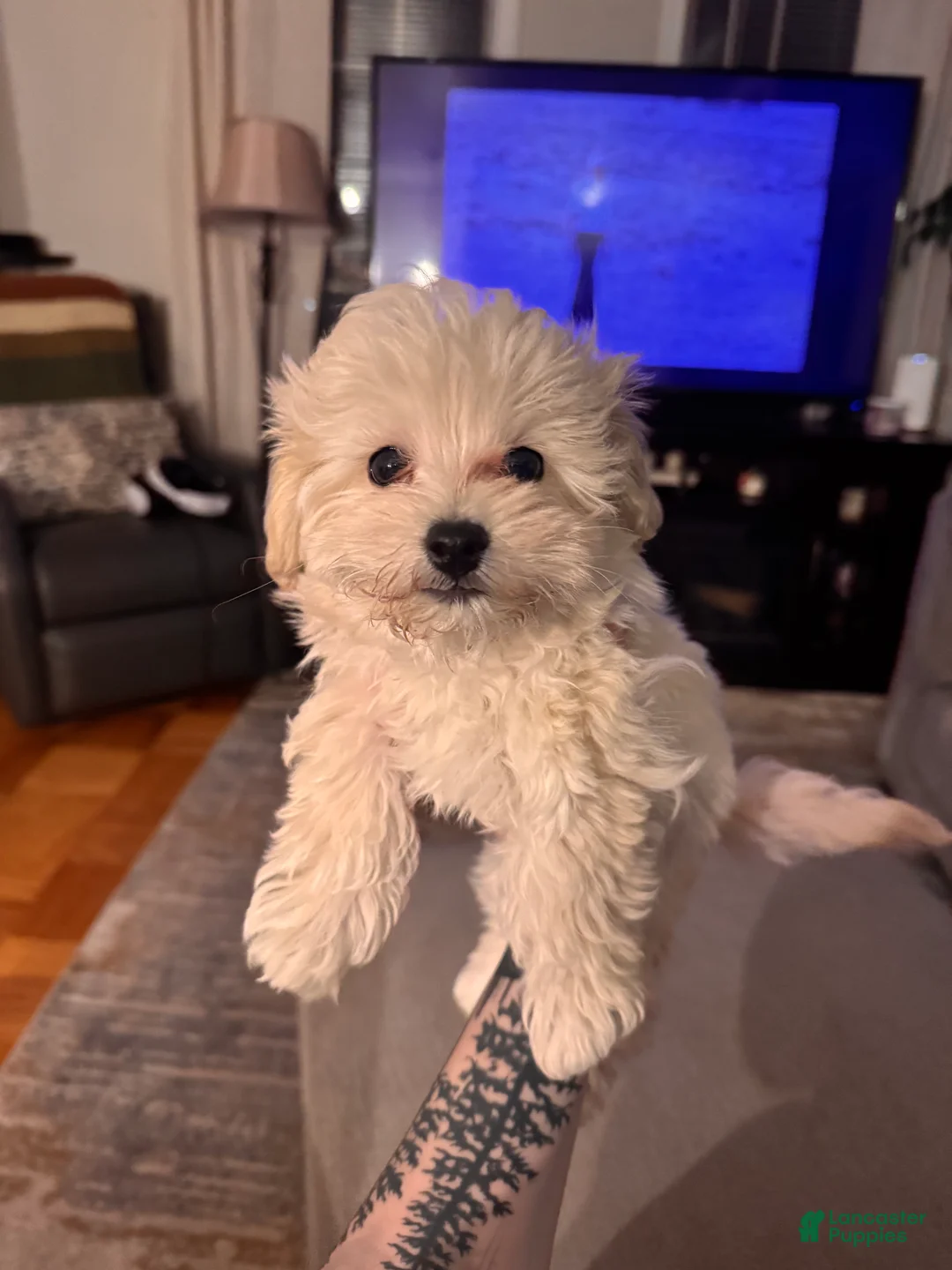 Maltipoo dogs for sale: Maltipoo Puppy 2 - Ad 7