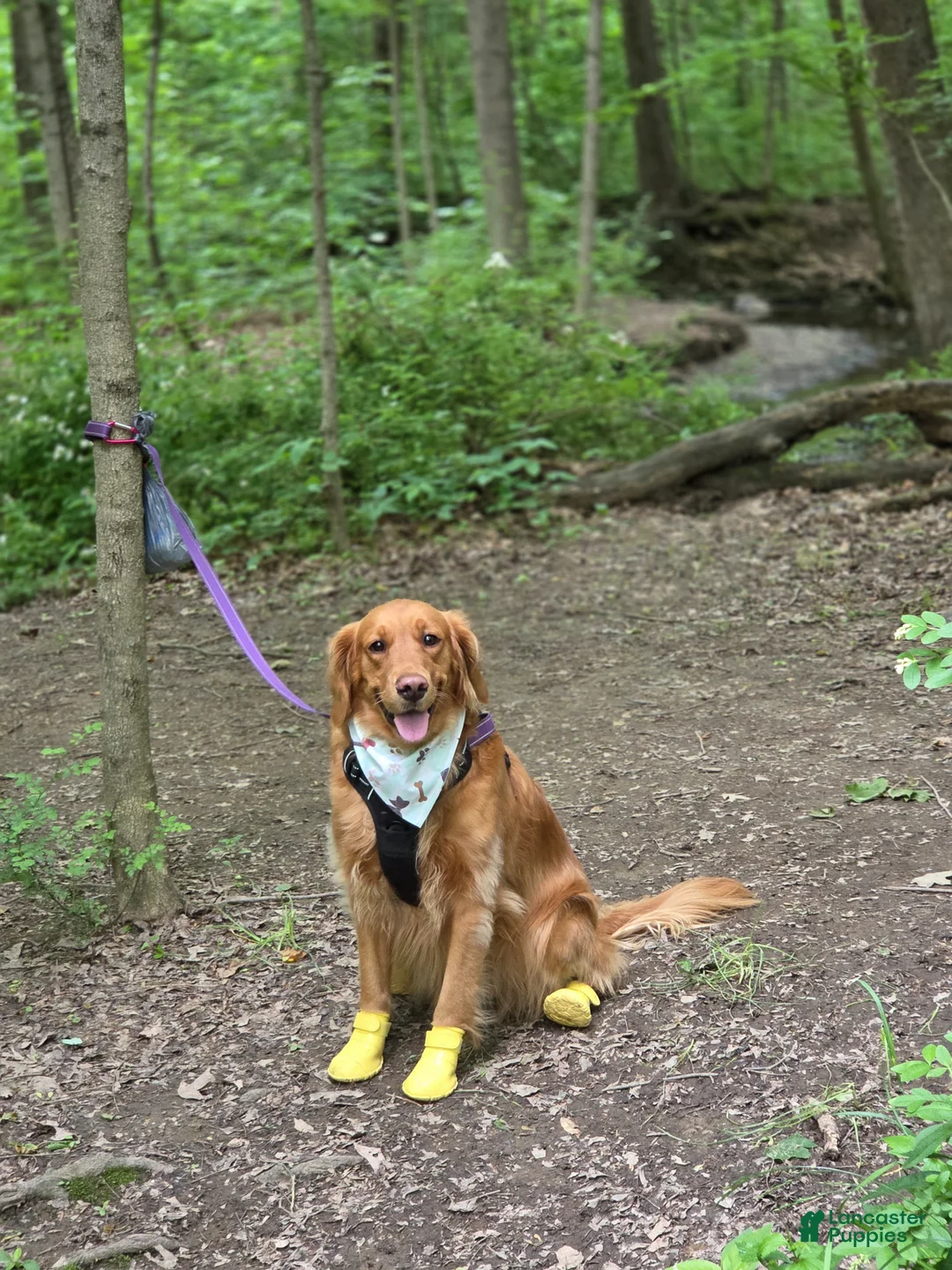 Golden Retriever dogs for sale: Kevin - Ad 5