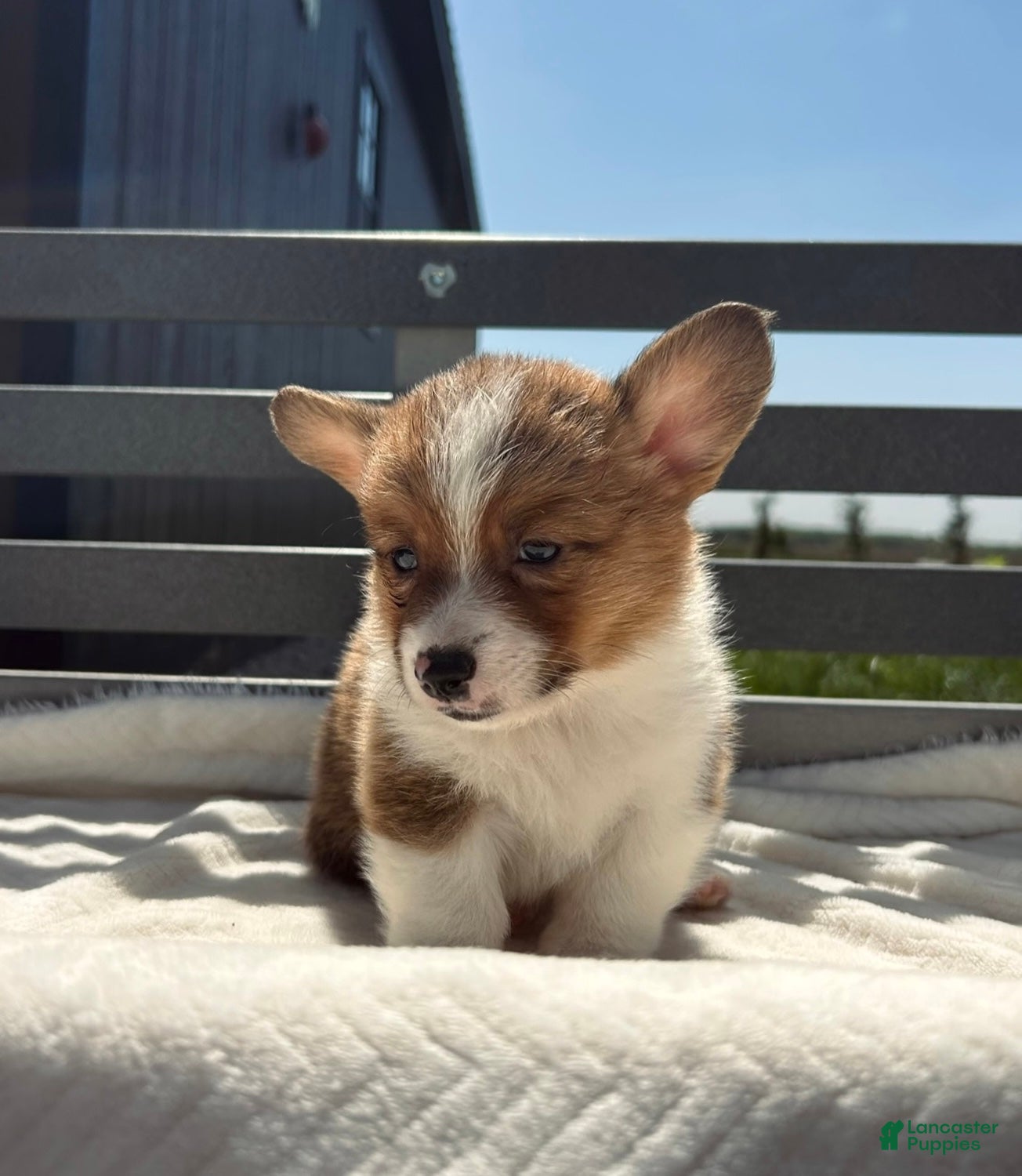 Welsh Corgi Pembroke dogs Blaise Welsh Corgi Pembroke Puppy  - Ad 1