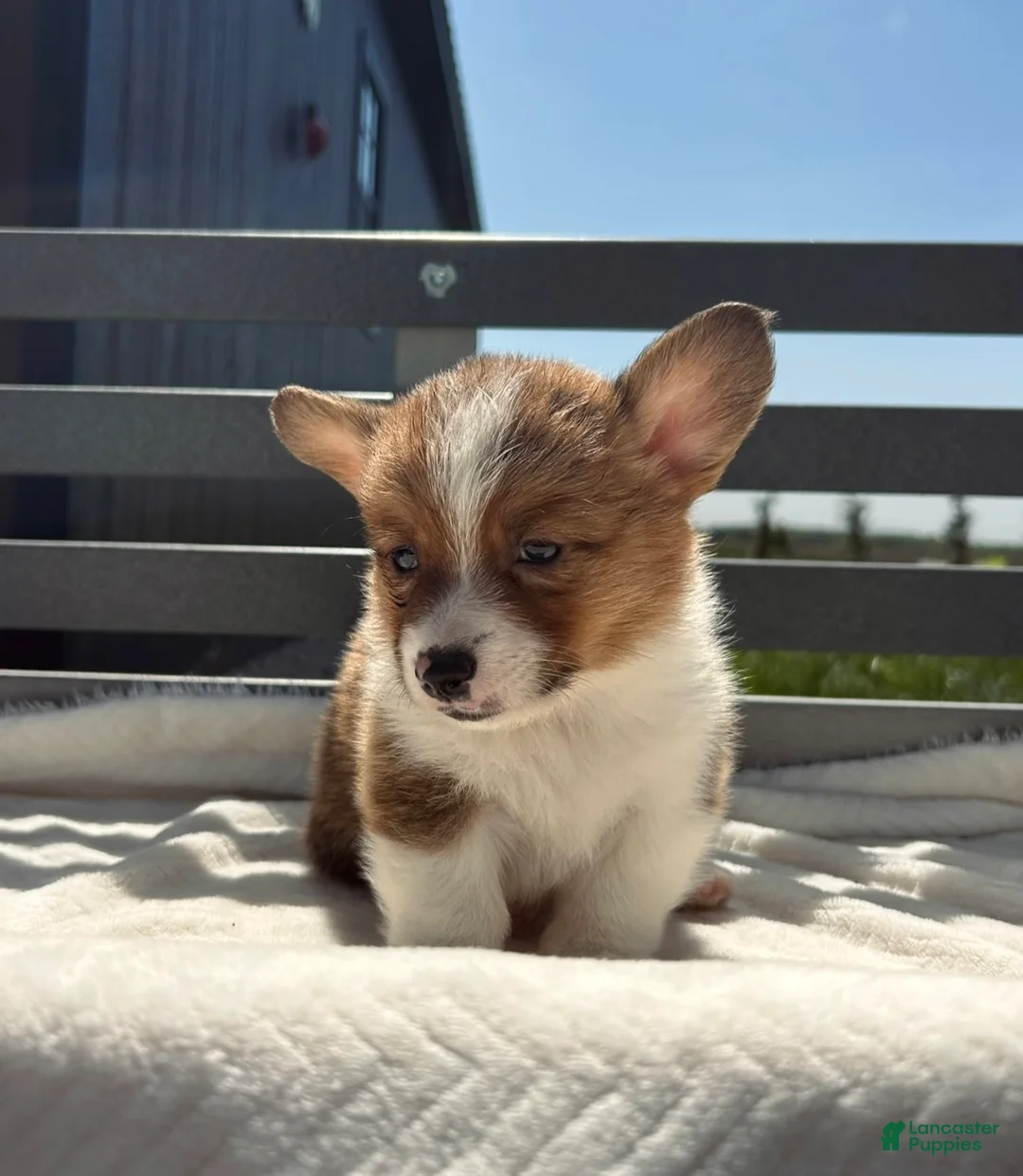 Welsh Corgi Pembroke dogs for sale: Blaise Welsh Corgi Pembroke Puppy  - Ad 1