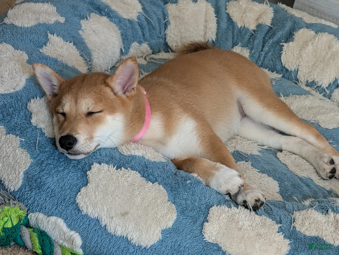 Shiba Inu dogs for sale: Rose  - Ad 2