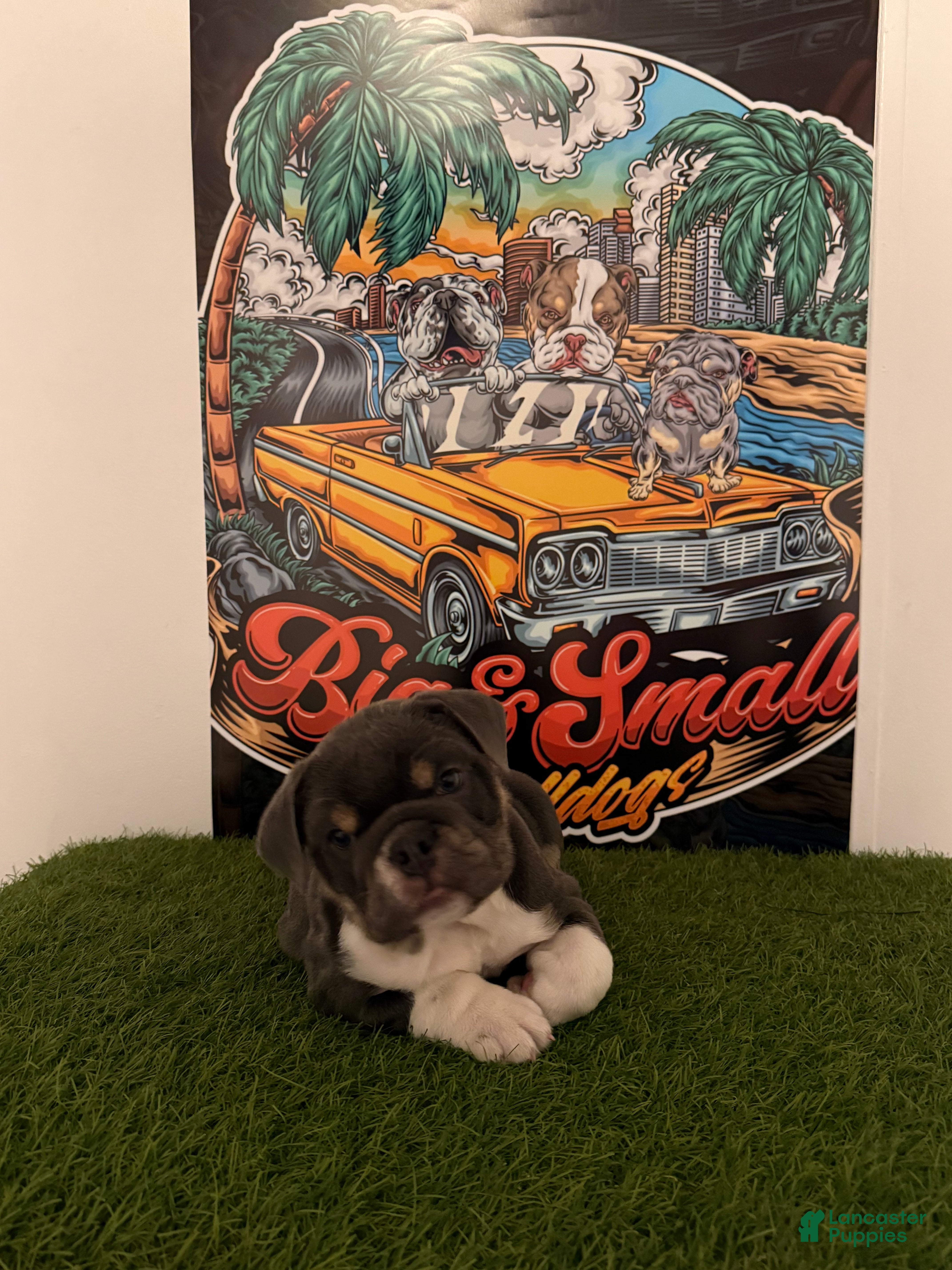 English Bulldog dogs Princess Peach - Ad 1