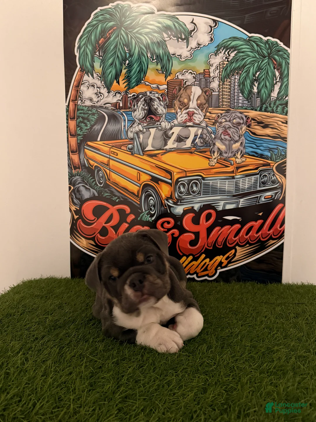 English Bulldog dogs for sale: Princess Peach - Ad 1