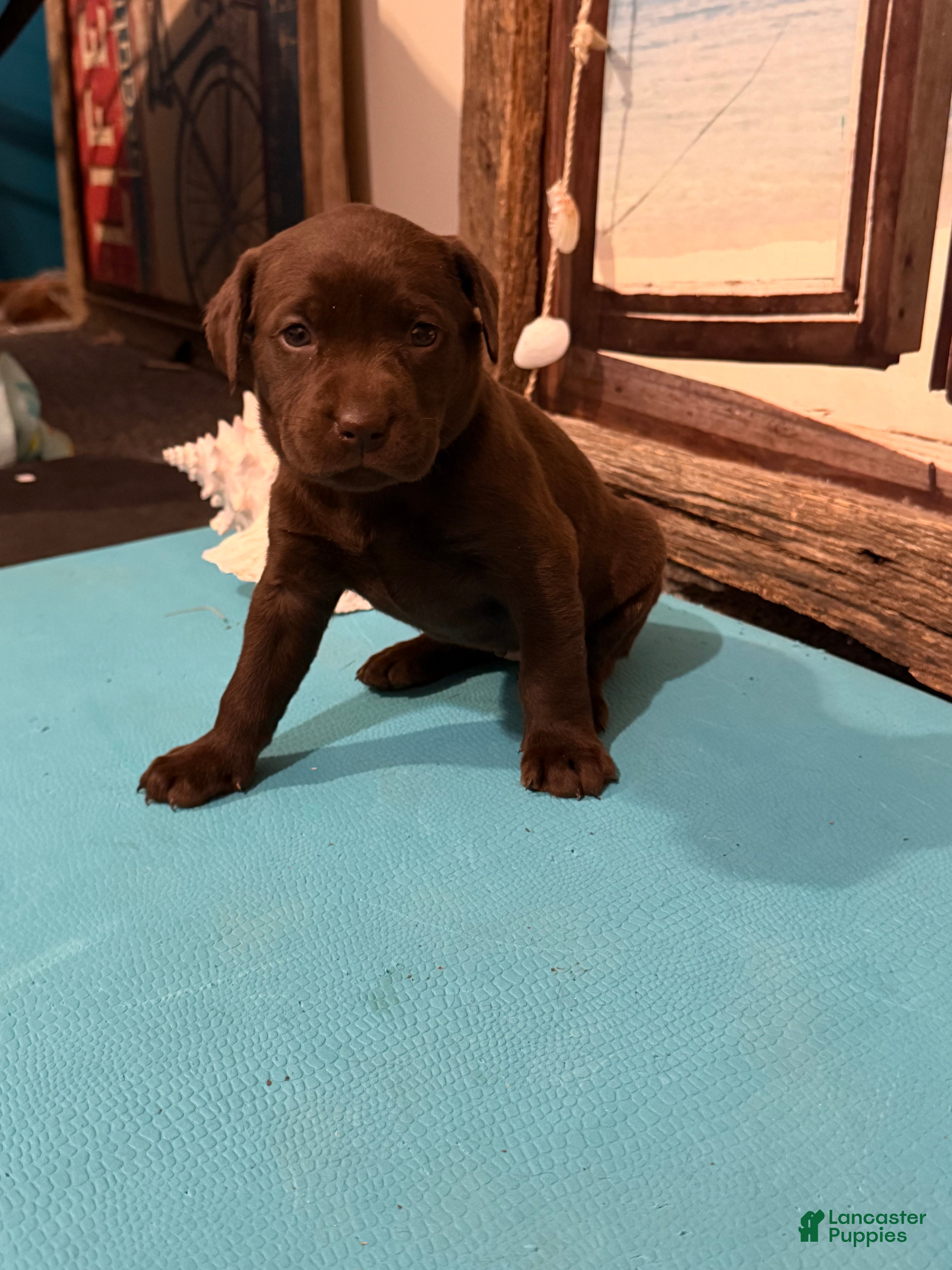 Labrador Retriever dogs Labrador Retriever SANIBEL - Ad 39