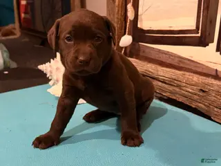 Labrador Retriever dogs Labrador Retriever SANIBEL - Ad 20