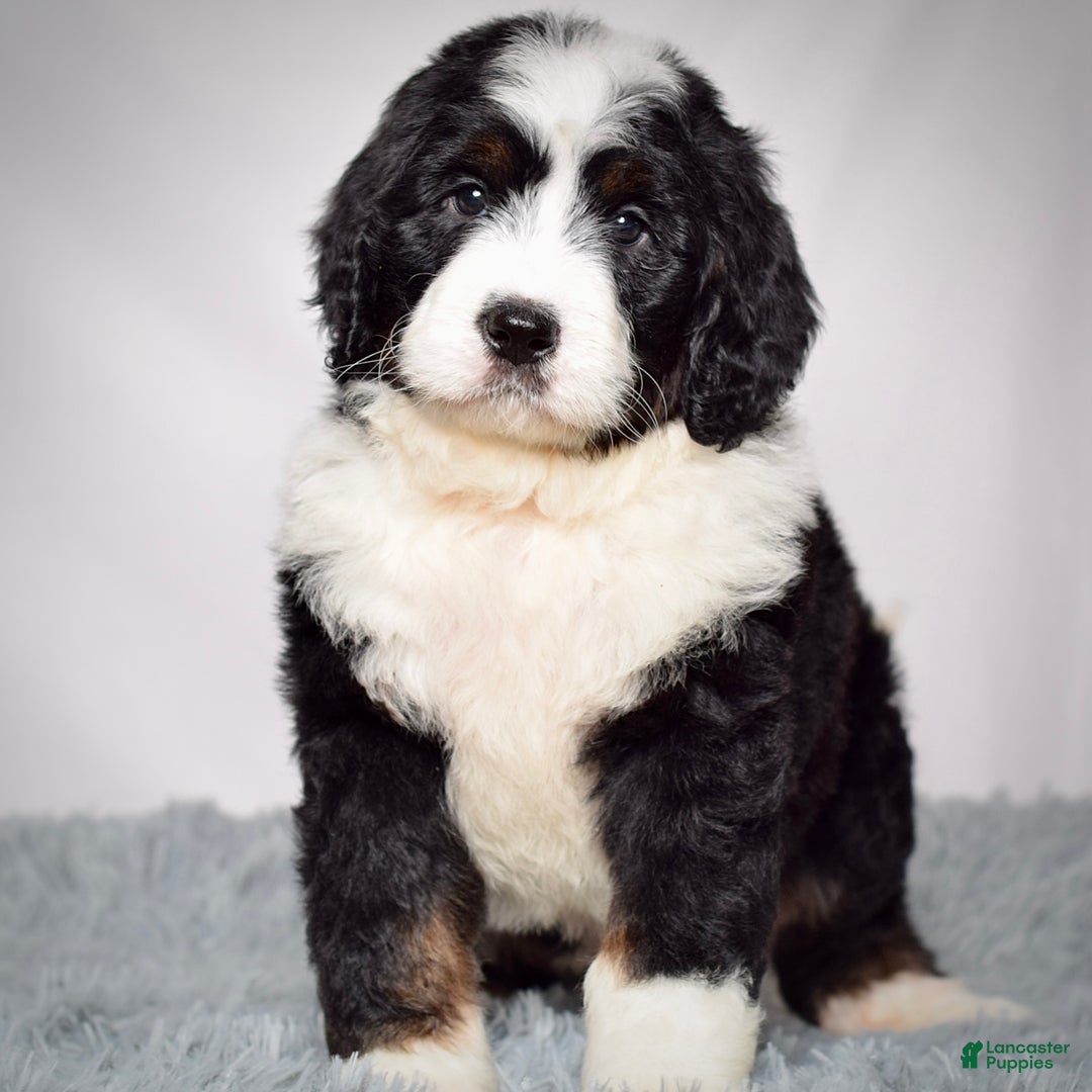 Bernedoodle dogs for sale: Ms. Maddie - Ad 1