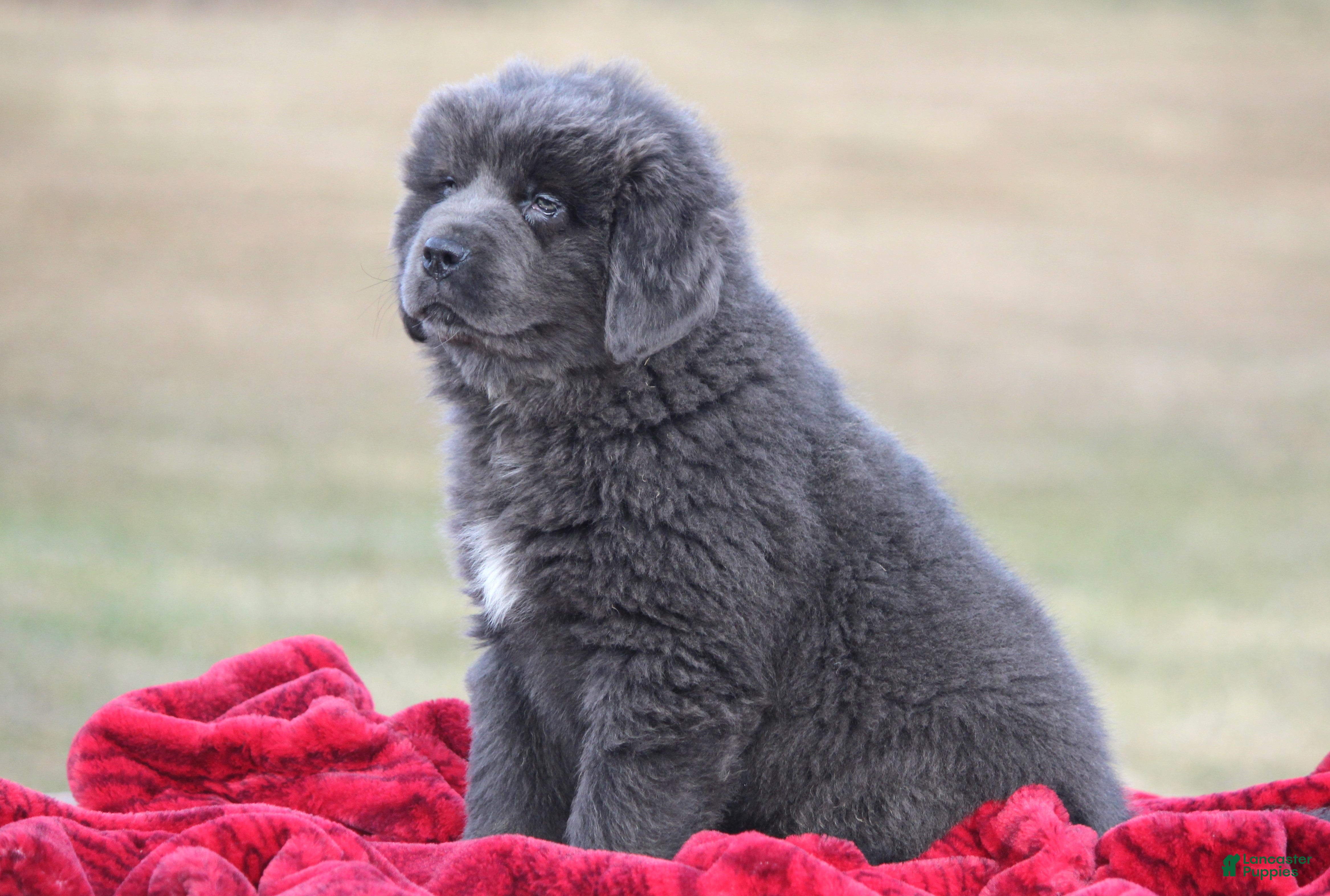 Newfoundland dogs Tess - Ad 7