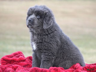 Newfoundland dogs Tess - Ad 7