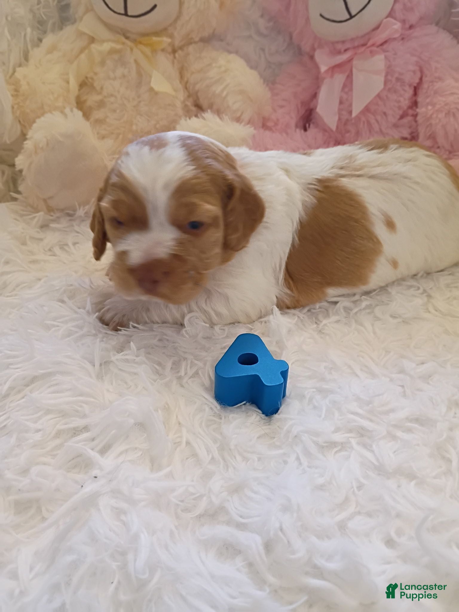 Brittany Spaniel dogs Brittany Spaniel 4 - Ad 1