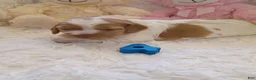 Brittany Spaniel dogs for sale: Brittany Spaniel 4 - Ad 1
