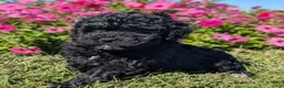 Toy Poodle dogs for sale: Oreo - Ad 3