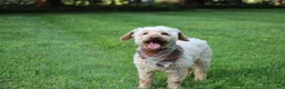 Miniature Poodle dogs for sale: Chief - Ad 1