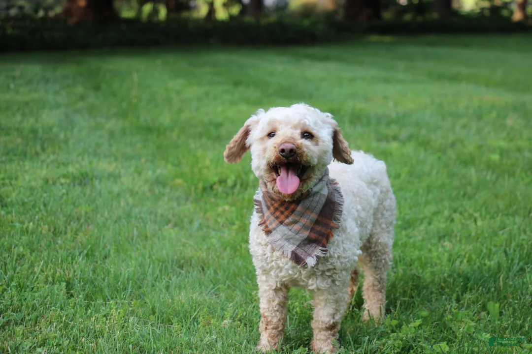 Miniature Poodle dogs for sale: Chief - Ad 1